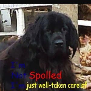 Meet your Posher, Arlene